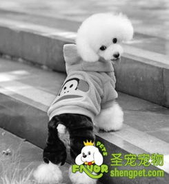 狗服裝專(zhuān)家表示狗穿衣多余