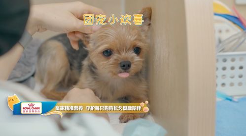 皇家寵物食品攜手《寵物醫(yī)生2》治愈回歸 為愛寵打造全方位的健康關(guān)愛